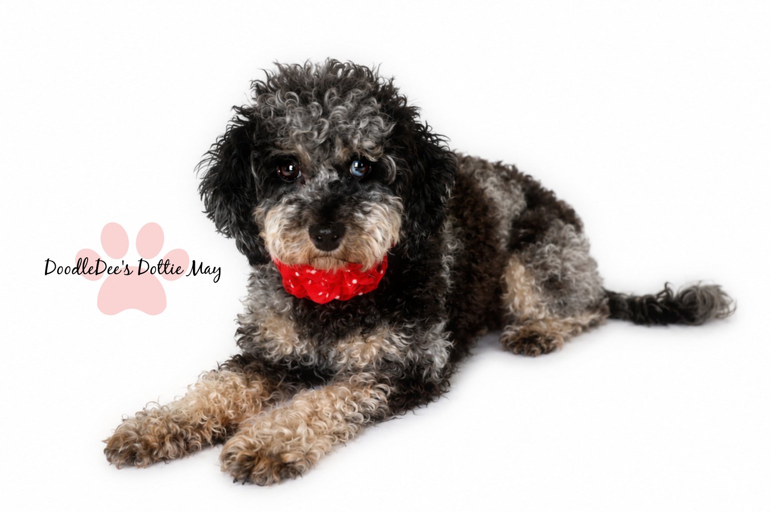 Phantom Merle Toy Poodle