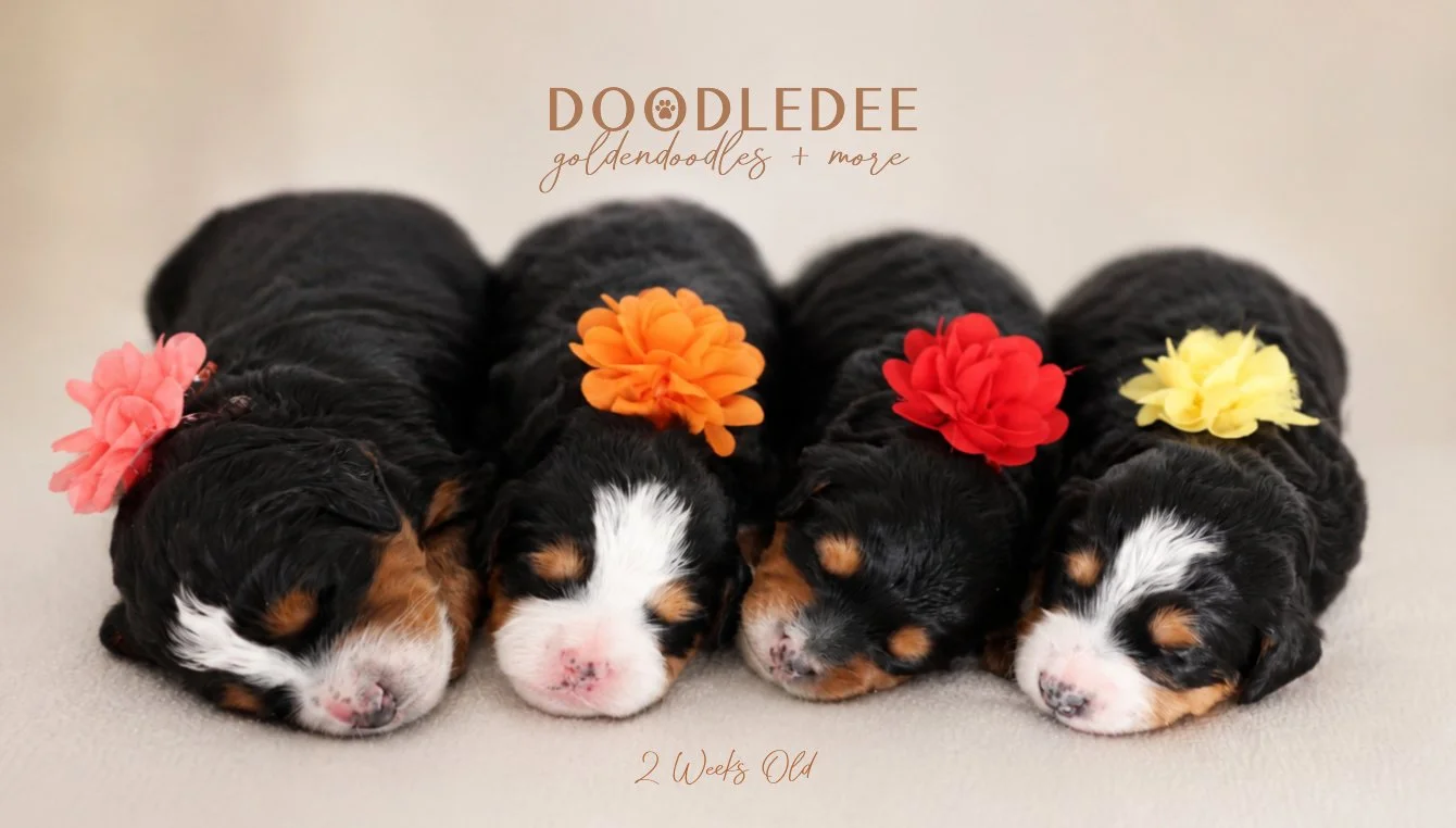 Mini Bernedoodle Puppies