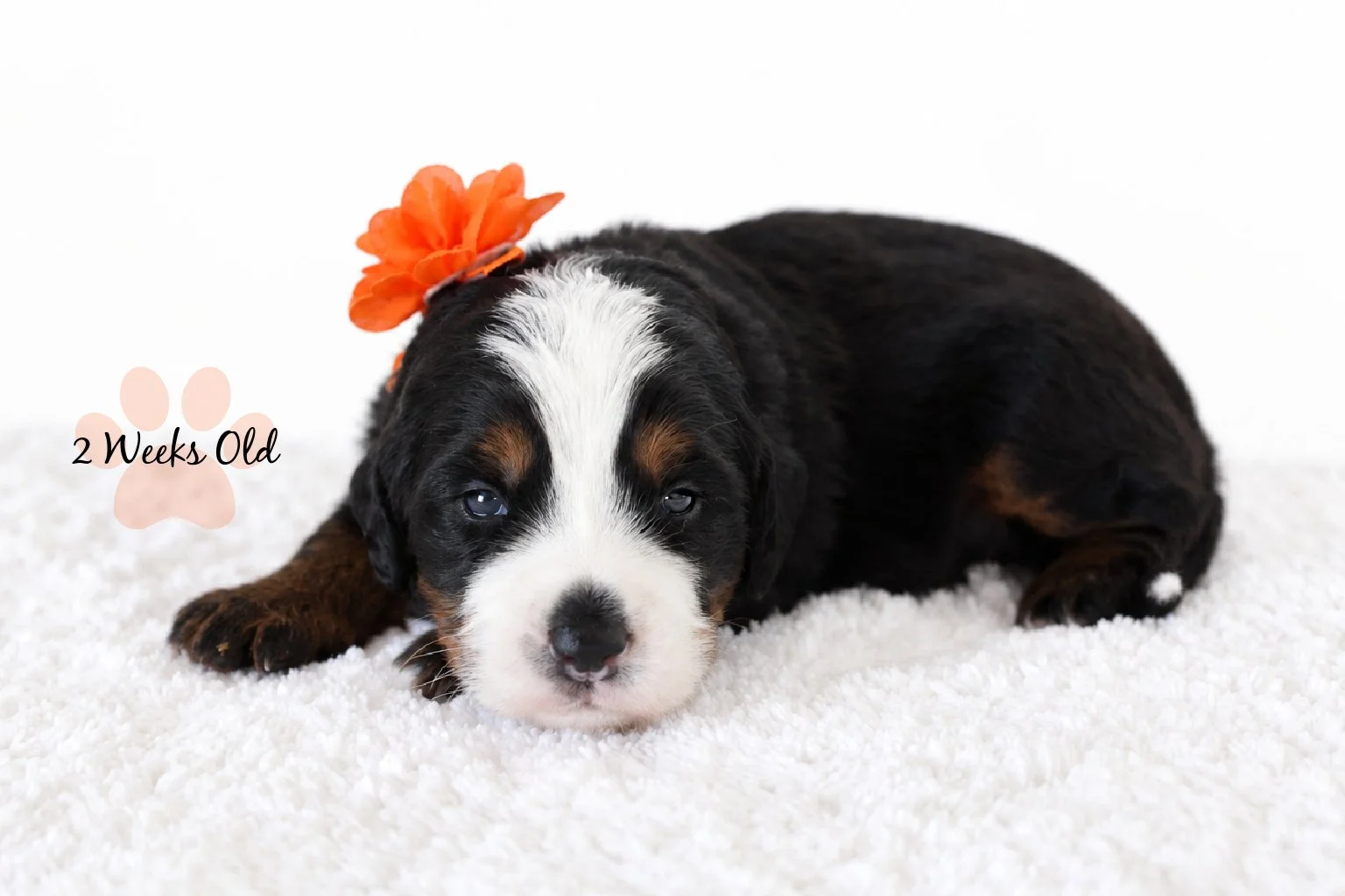 Mini Bernedoodle | Medium Bernedoodle | Standard Bernedoodle