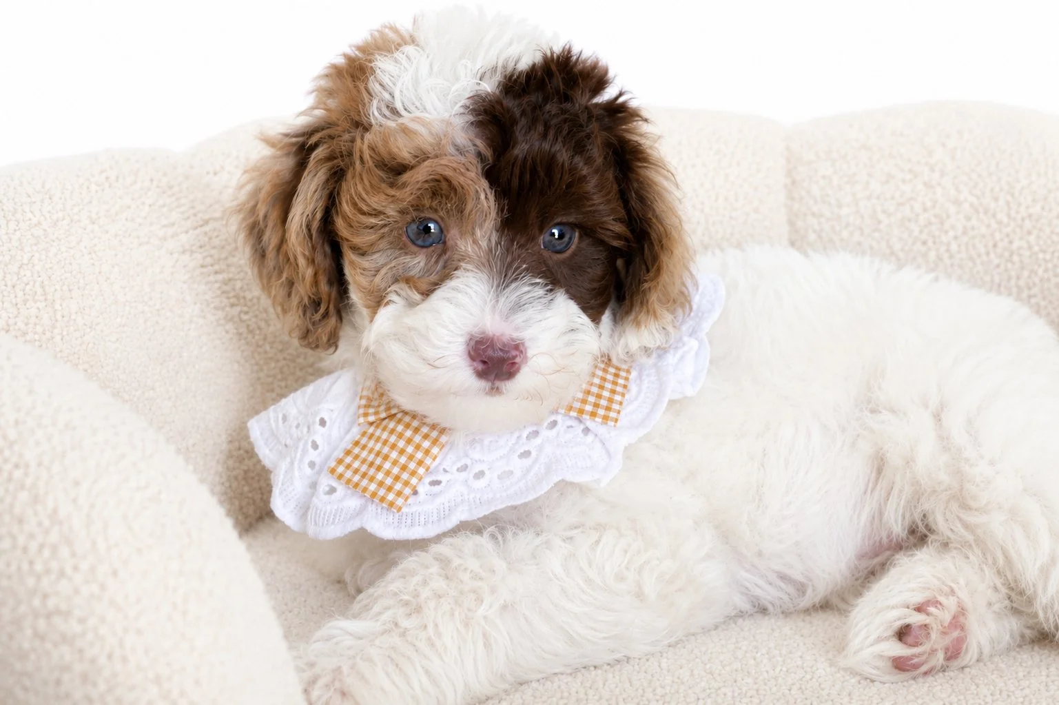 Micro Mini English goldendoodle