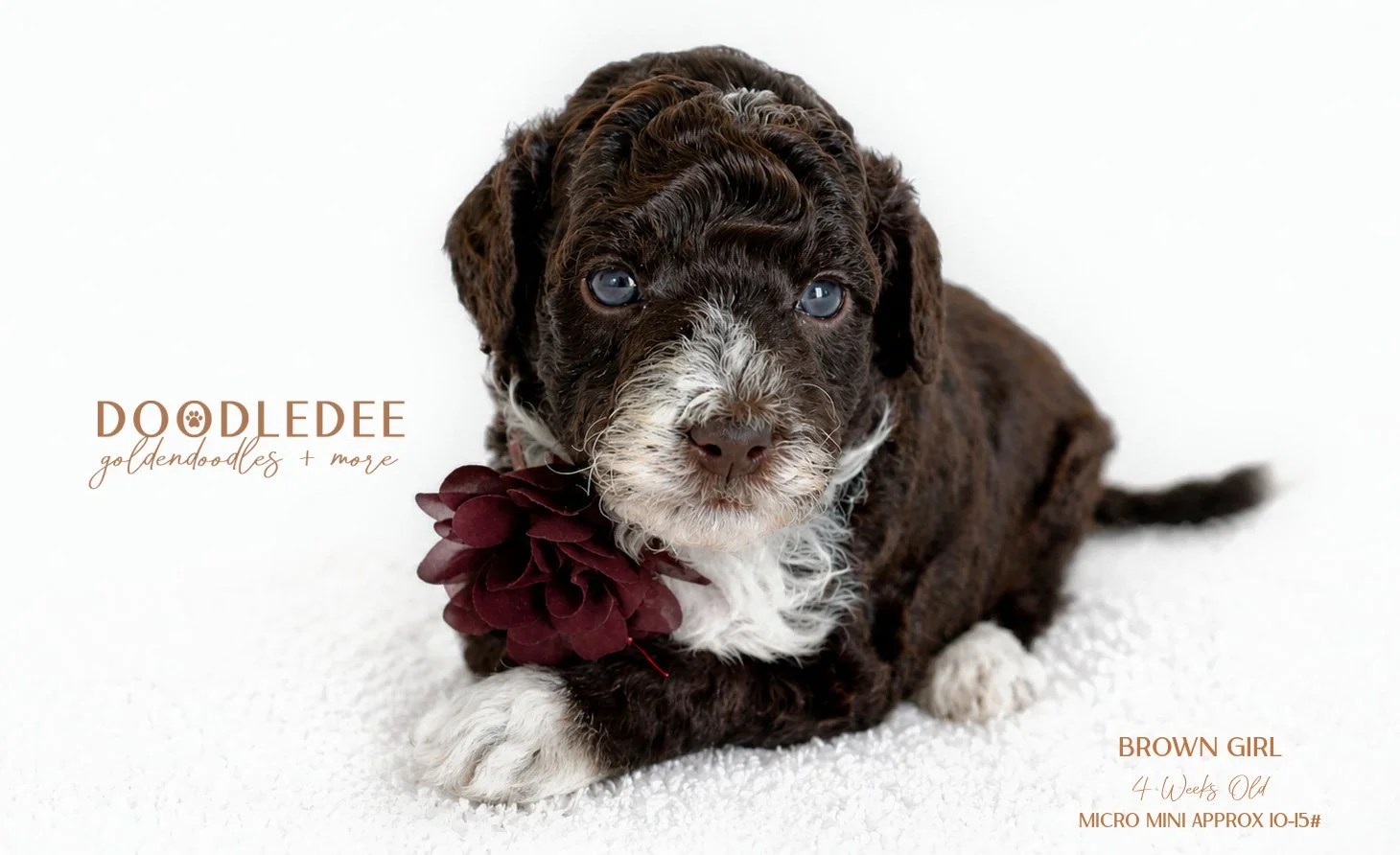 Micro Mini Goldendoodle AVAILABLE $3,500