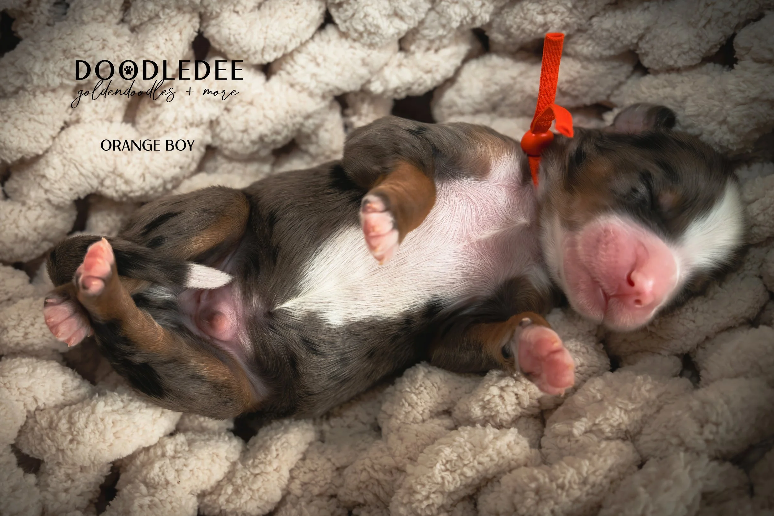 Merle Bernedoodle puppies