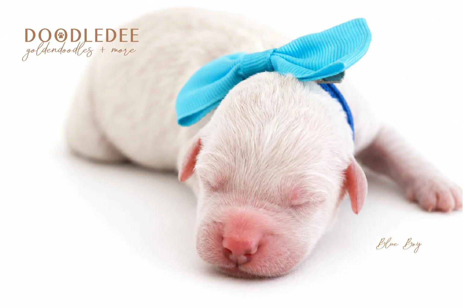Mini English Goldendoodles