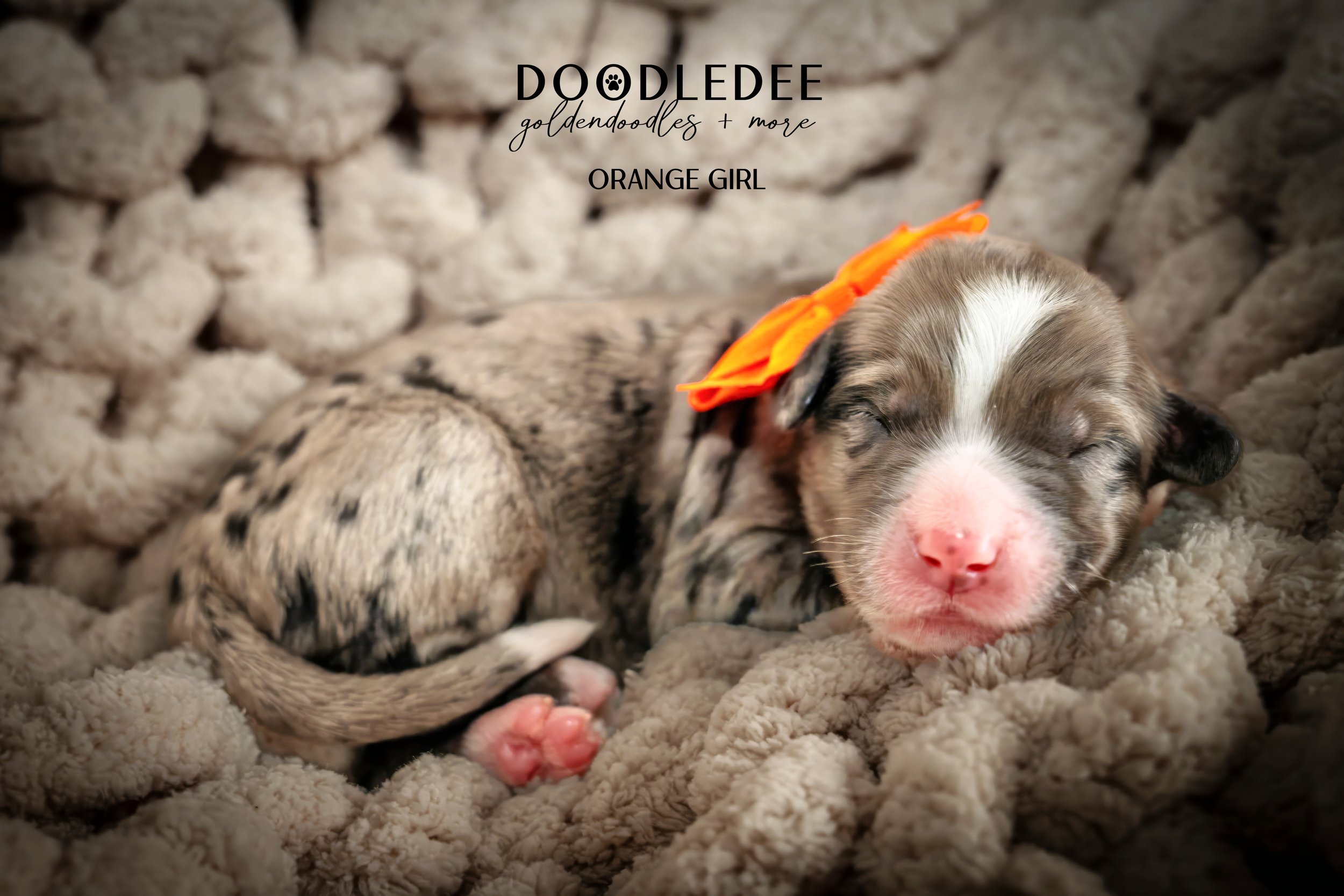 Merle Bernedoodle puppies