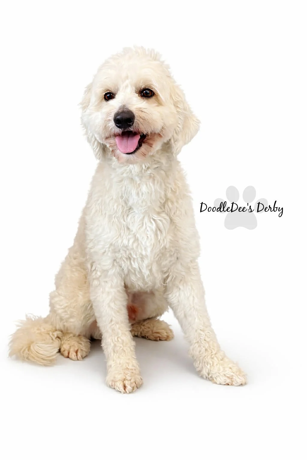 Mini English Goldendoodle Stud