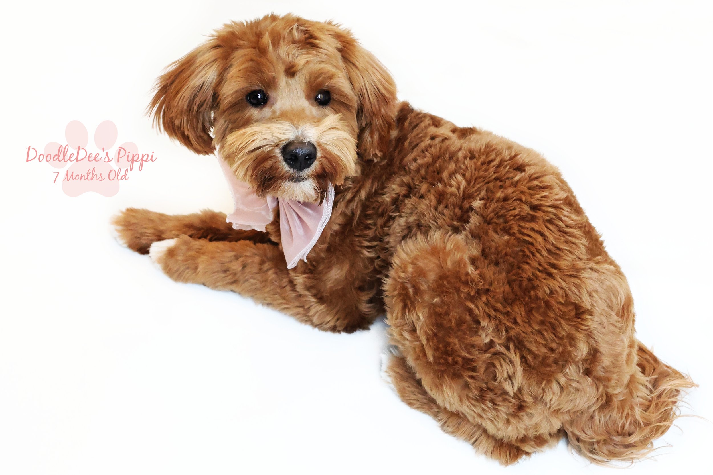 Petite Red English Goldendoodle 14#