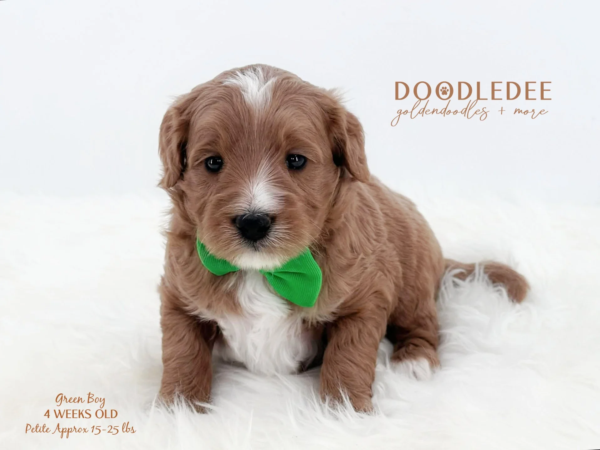 Petite English Goldendoodle SOLD