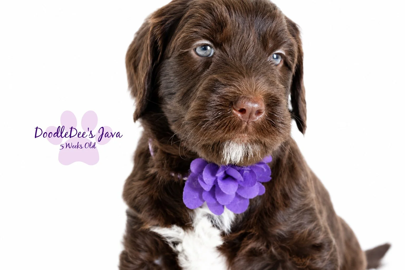 Medium English Goldendoodle Female- JAVA- GUARDIAN OPPORTUNITY