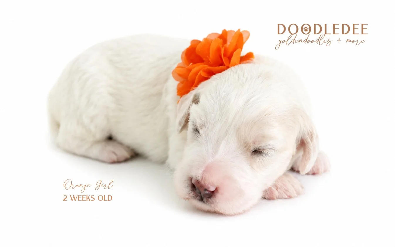 Mini English Cream Goldendoodle
