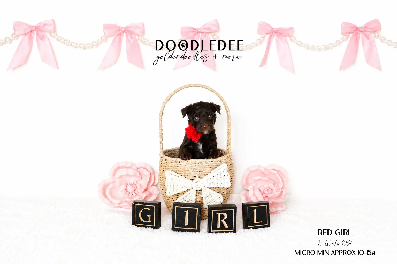 Micro Mini English Goldendoodle Female AVAILABLE $3,500