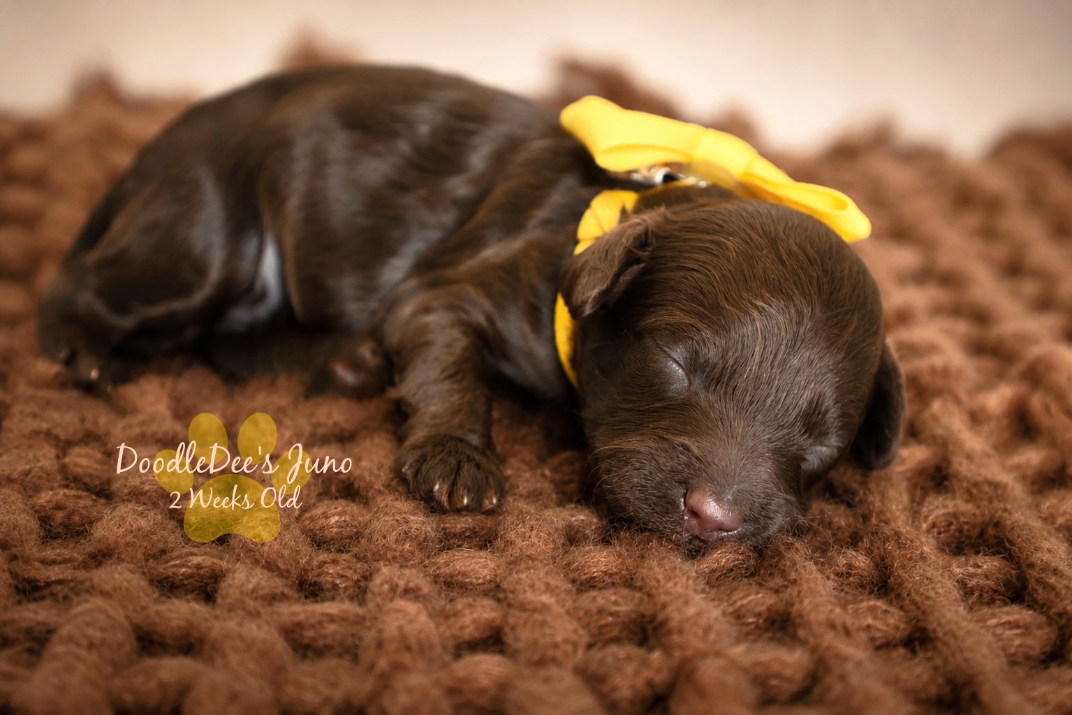Micro Mini English Goldendoodle