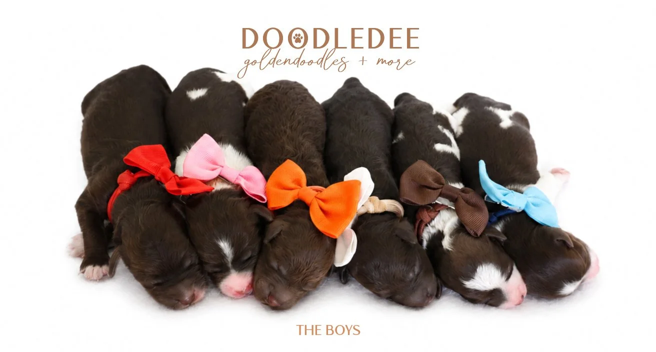 MIni English Goldendoodles