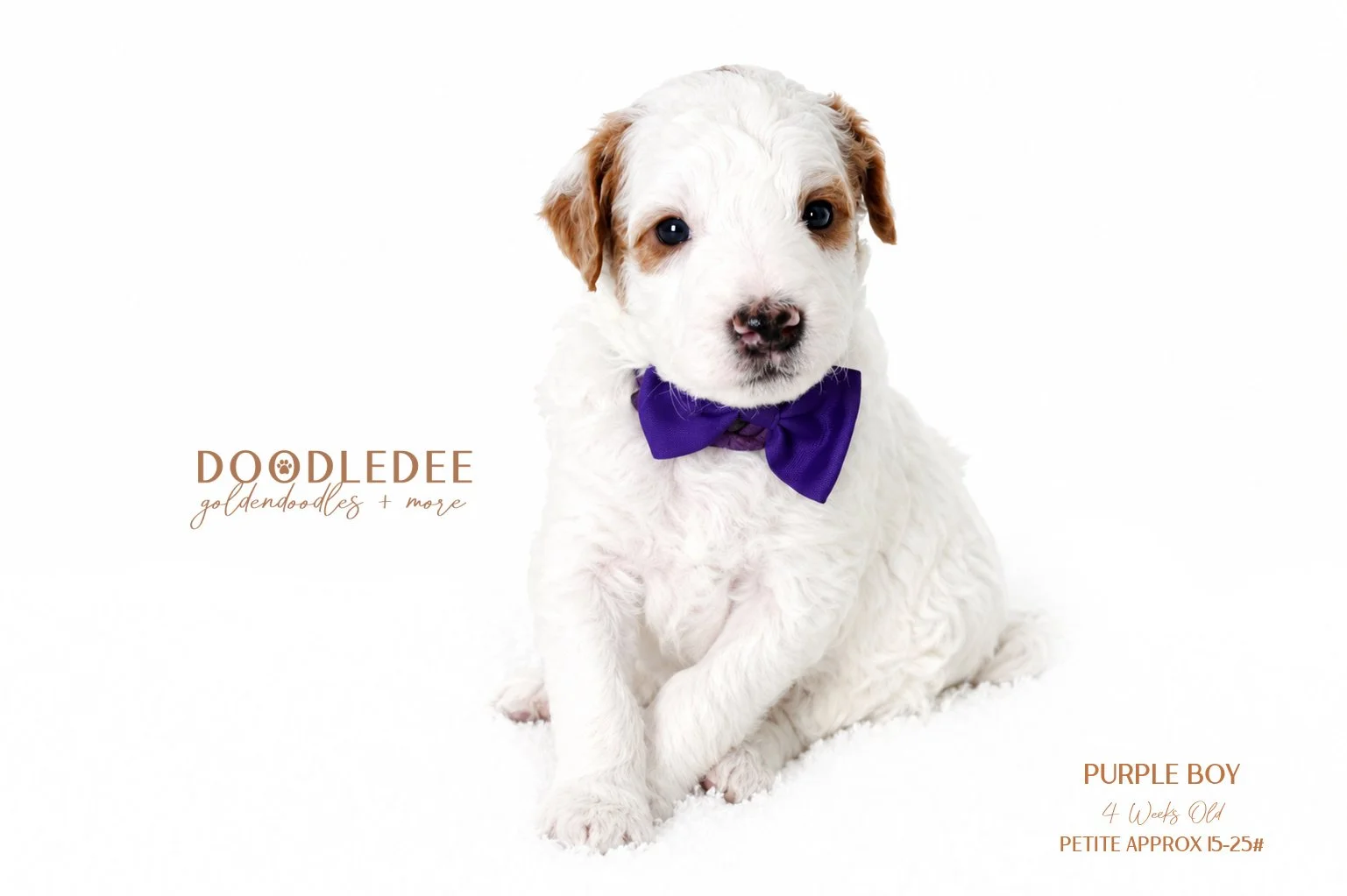 Petite English Goldendoodle AVAILABLE $3,500