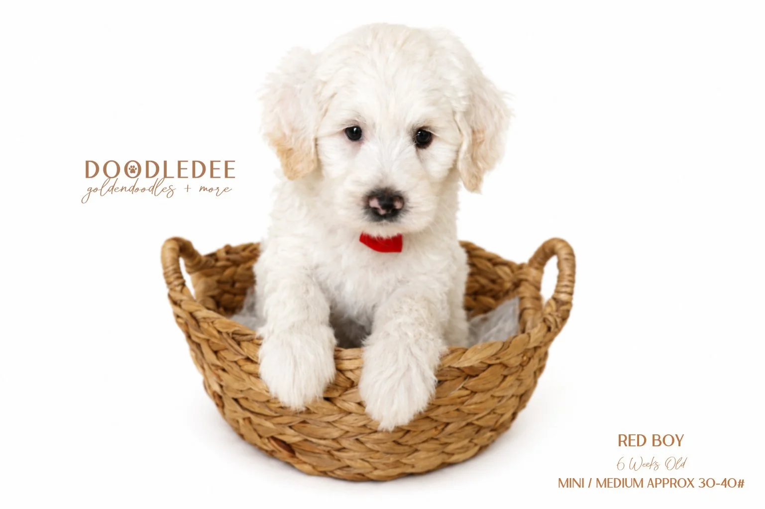 Mini Englsih Goldendoodle Male $3,000