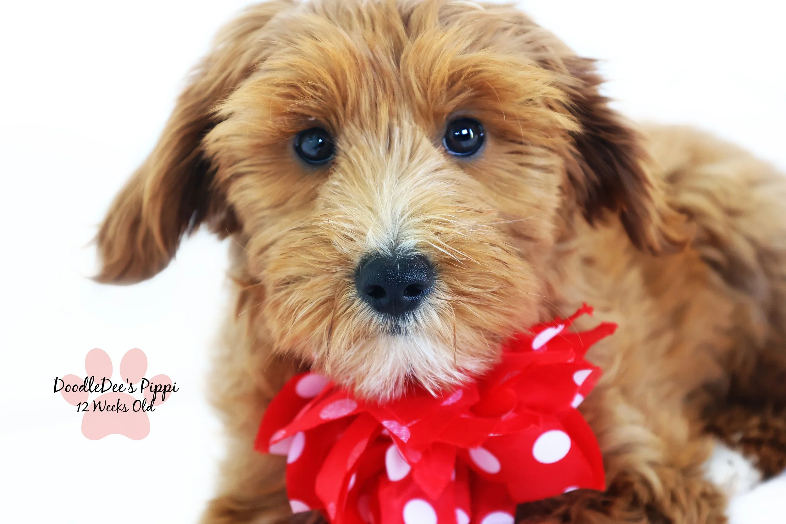 Petite Red English Goldendoodle