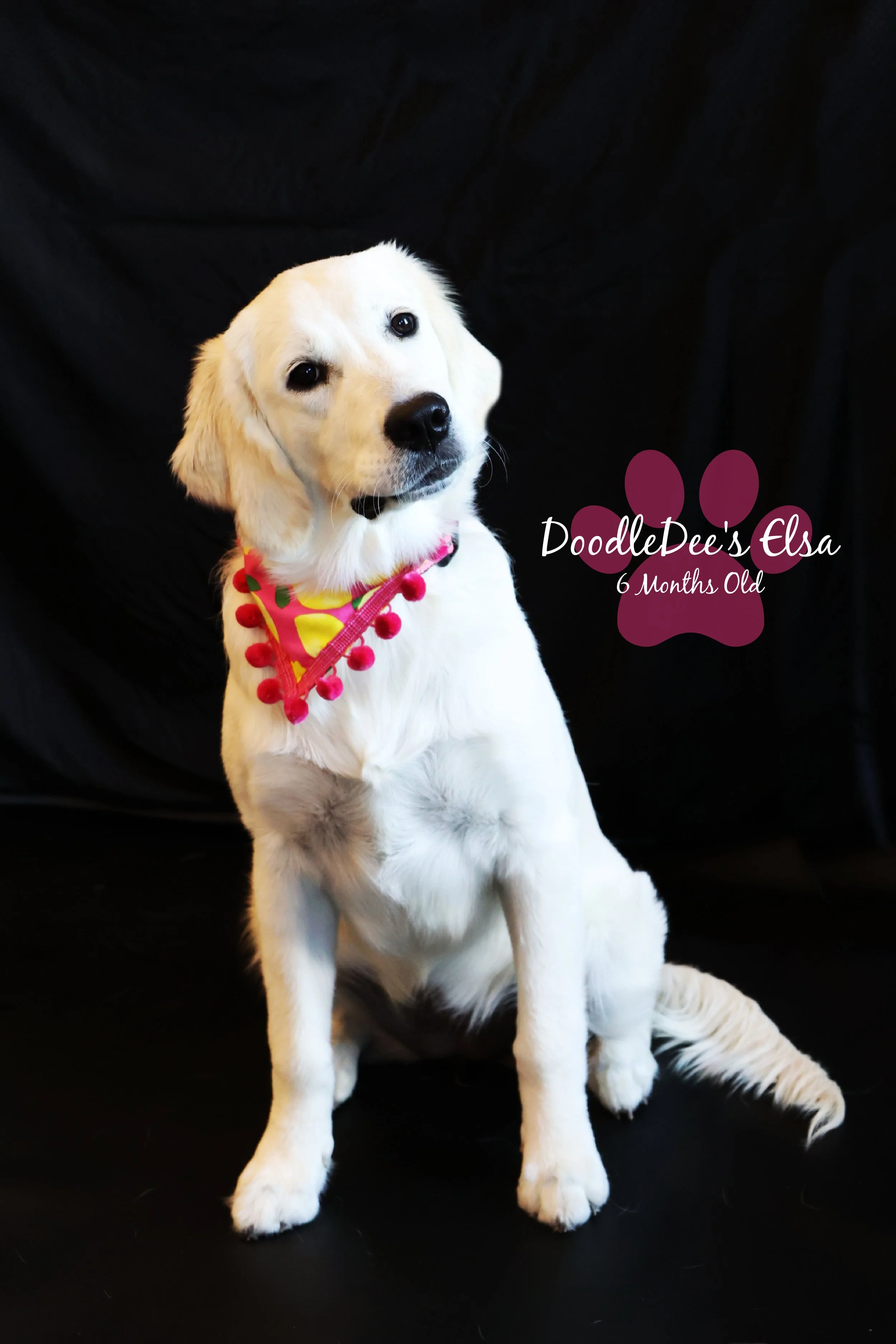 English Golden Retreiver-6 Months Old