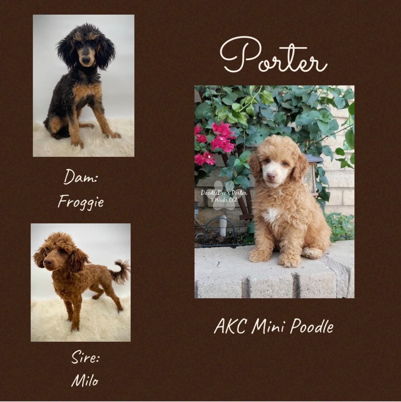 Porter's Parents