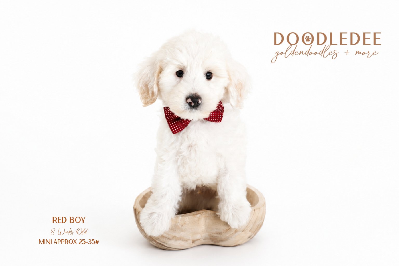 Mini Englsih Goldendoodle Male $2,500 SALE