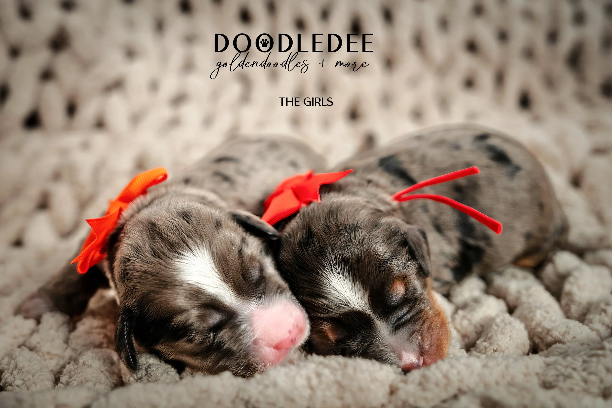 Merle Bernedoodle puppies