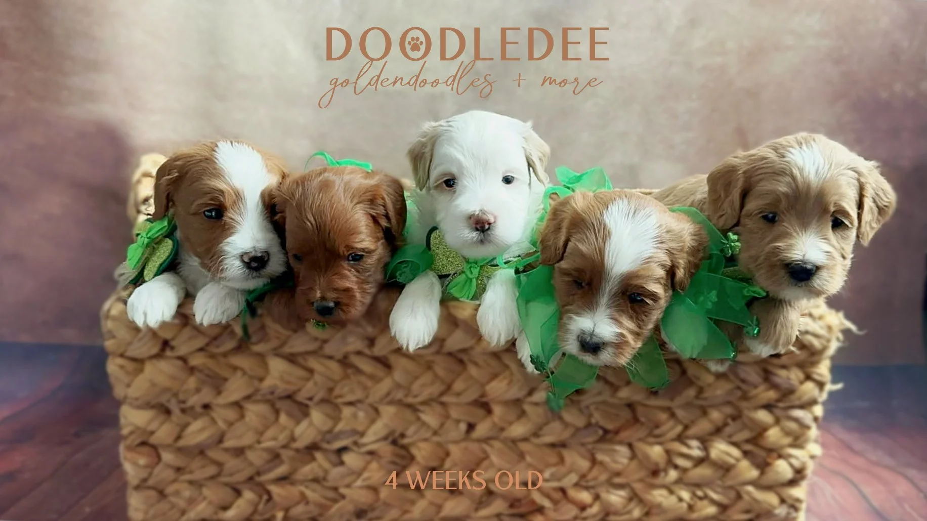 English Goldendoodle Puppies $3,000