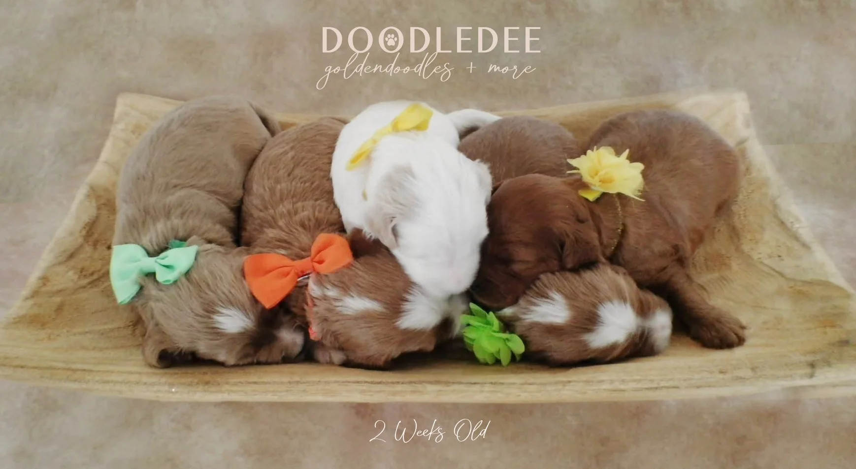 English Goldendoodle Puppies