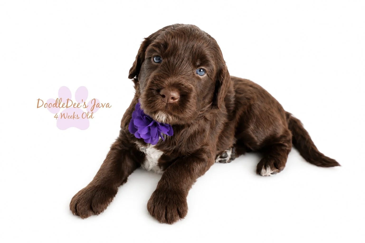 Medium English Goldendoodle - GUARDIAN OPPORTUNITY!