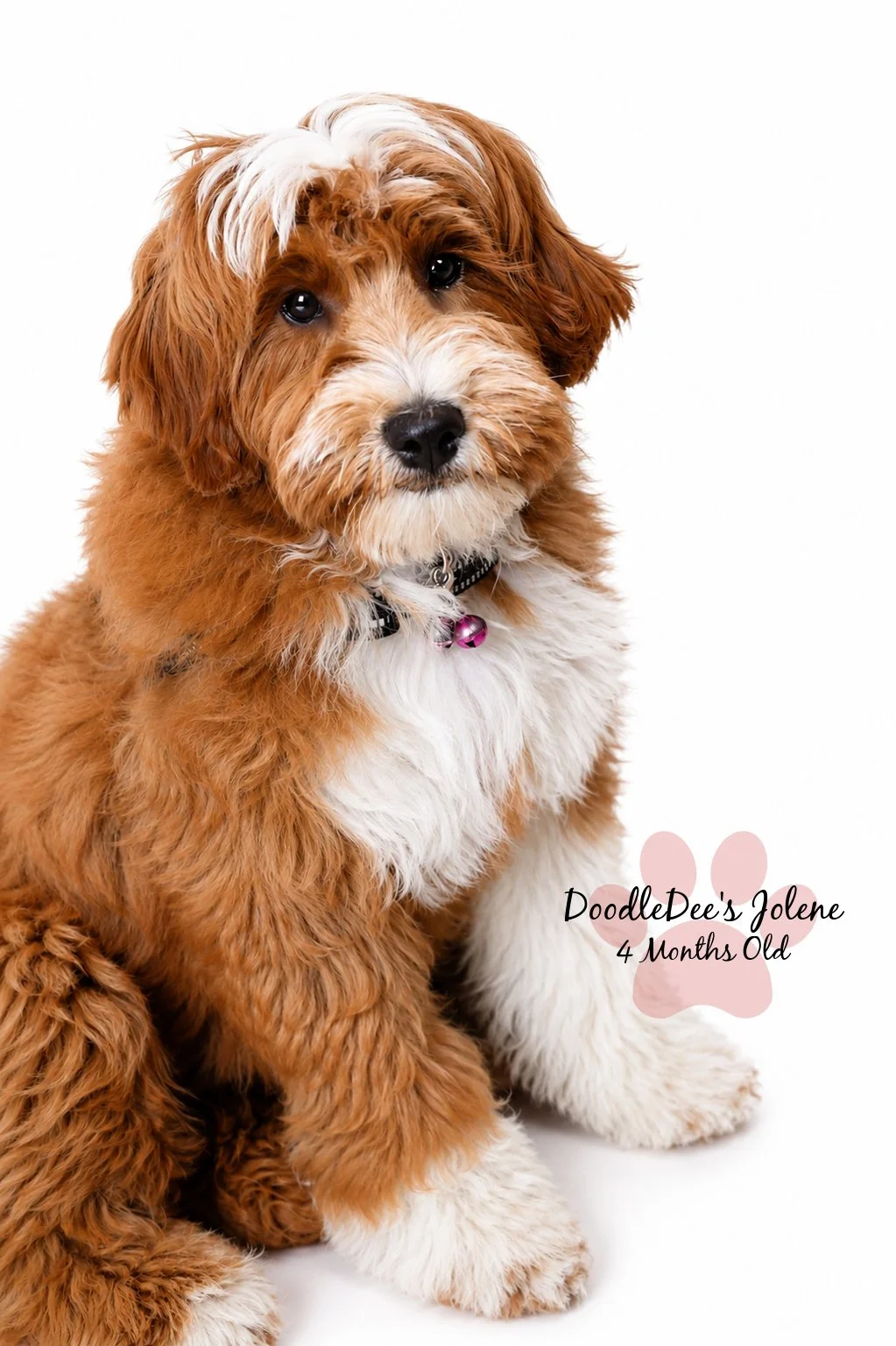 Petite English Goldendoodle 4 Months 15 Lbs