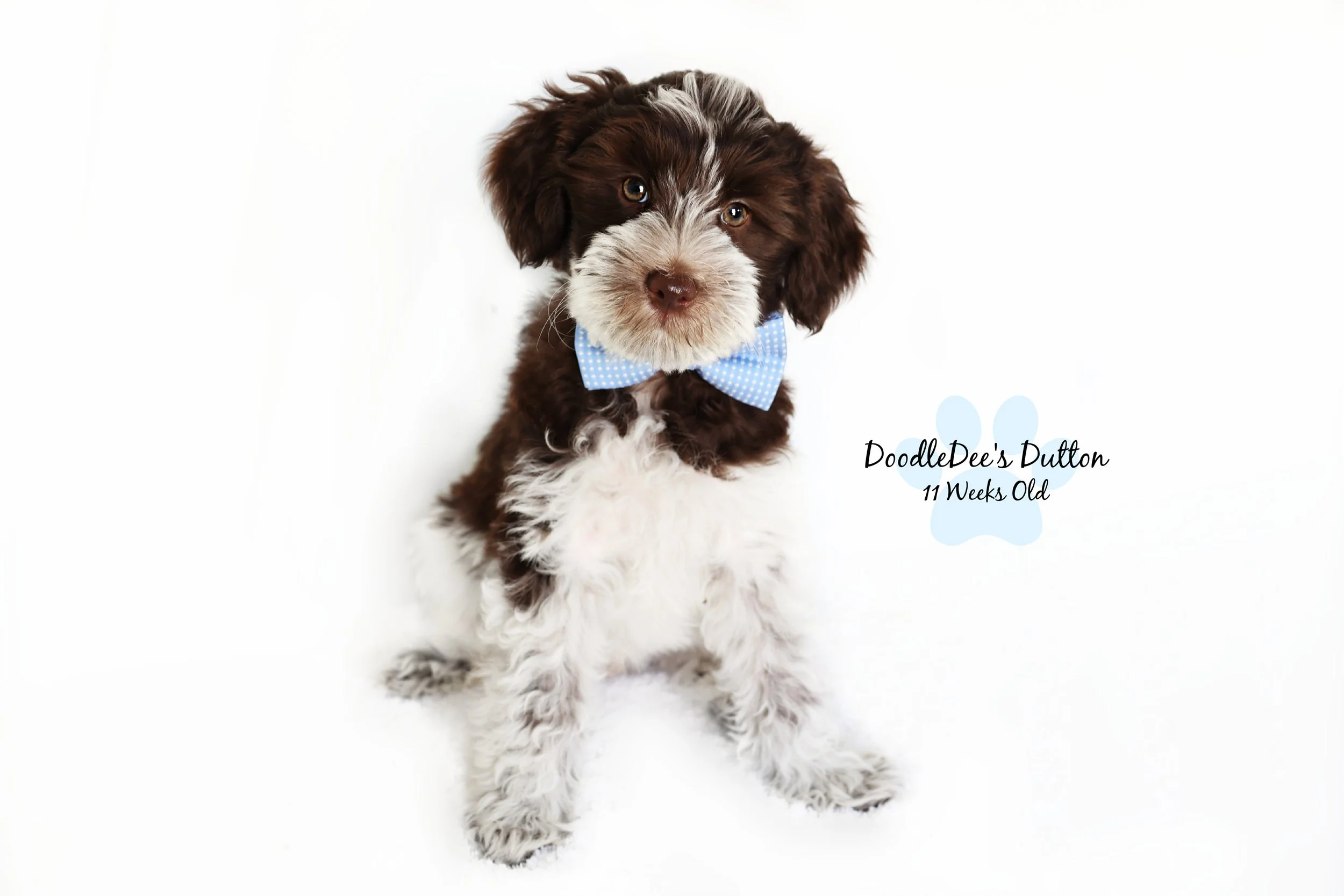 Chocolate Roan English Goldendoodle Stud