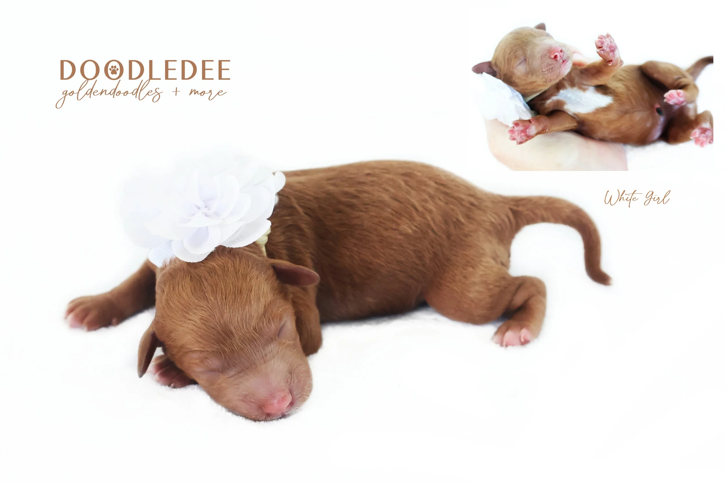 English Goldendoodle Puppies