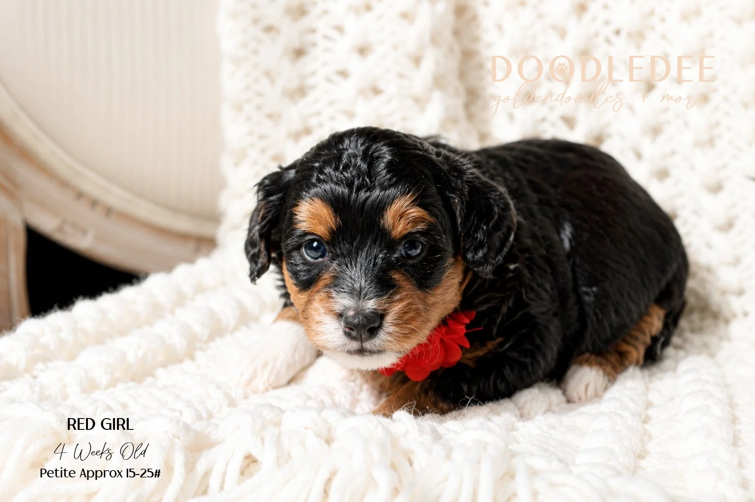 Petite Bernedoodle SOLD