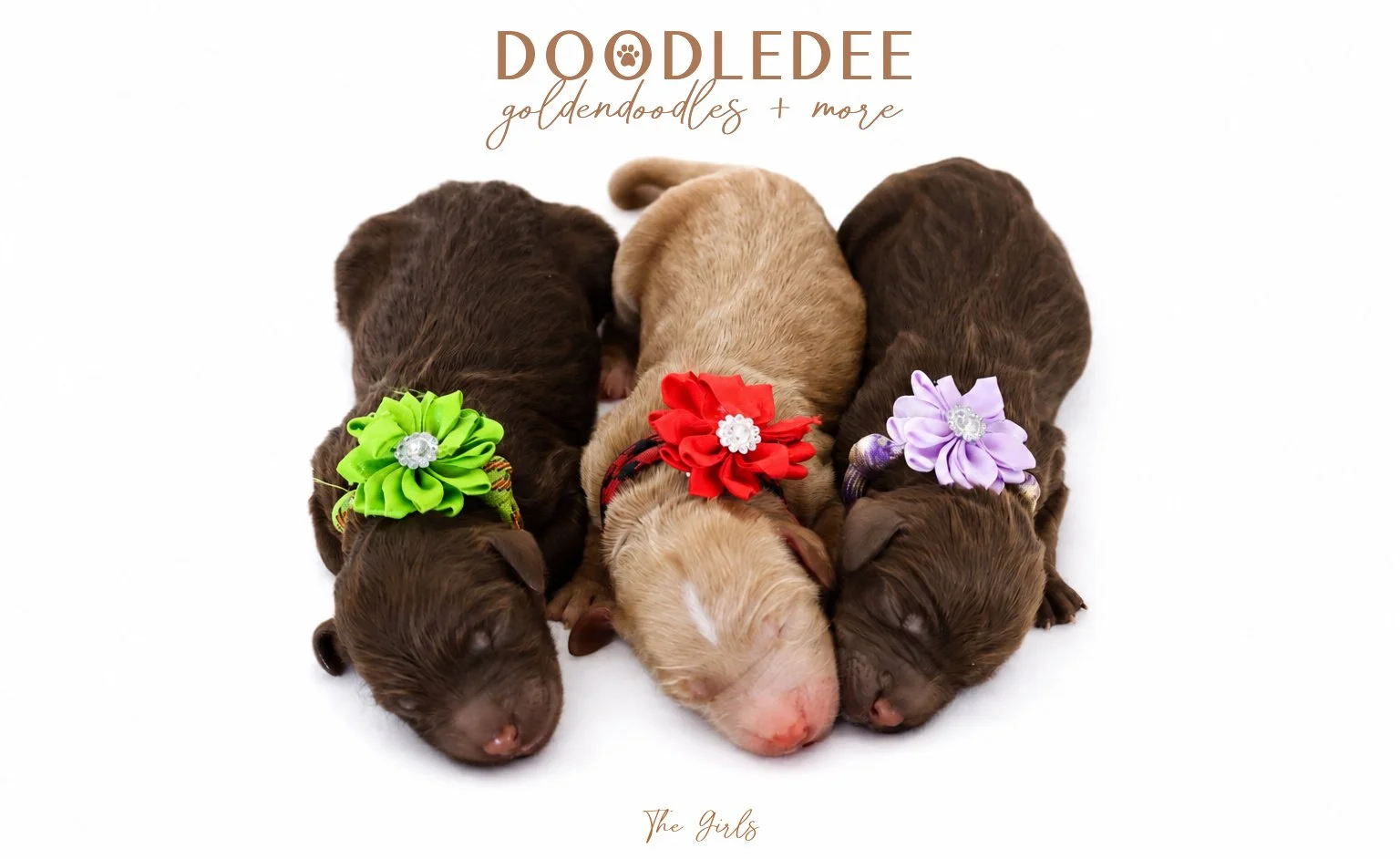Medium English Goldendoodles, Standard English Goldendoodles