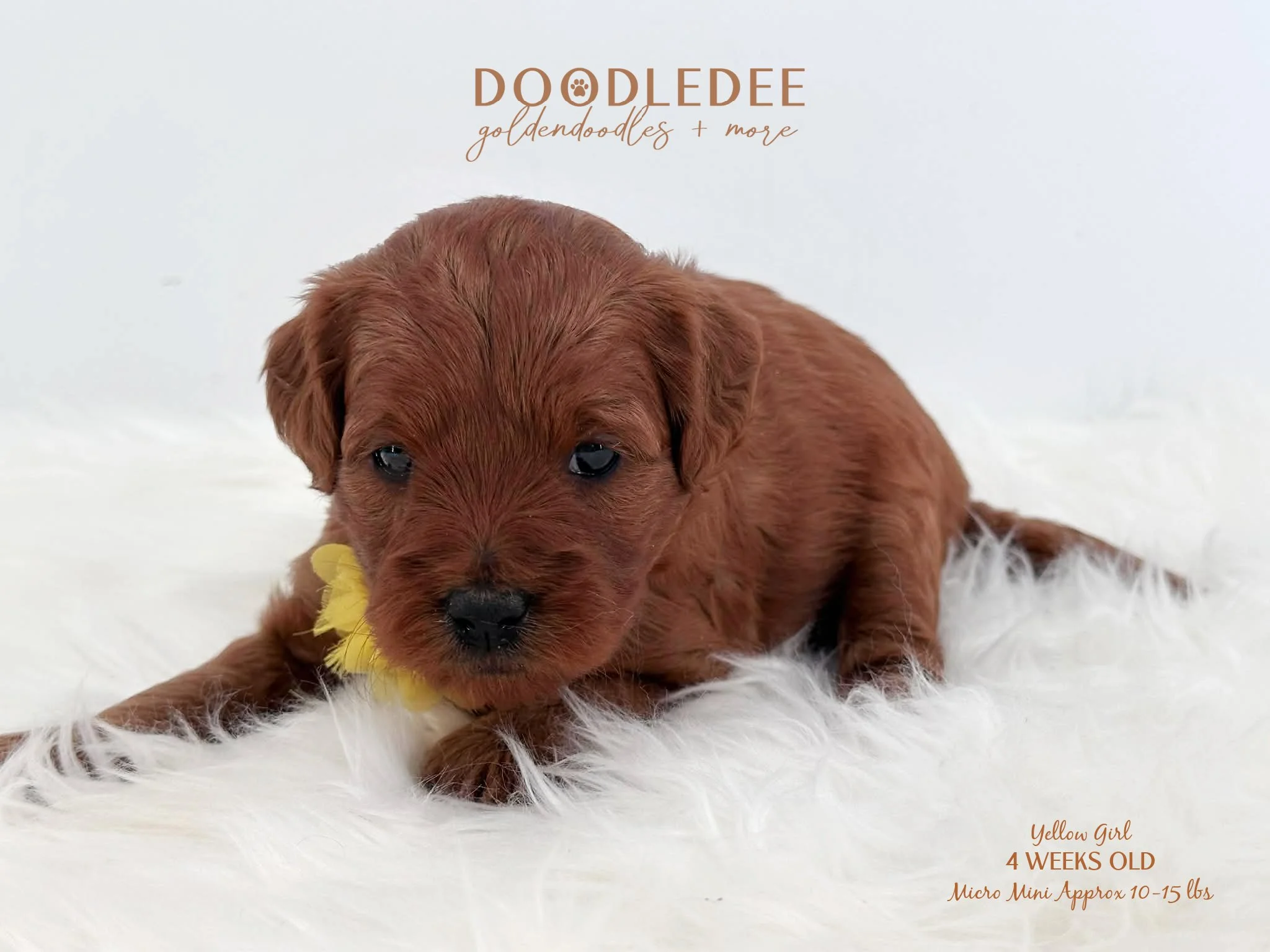 Micro Mini English Goldendoodle SOLD