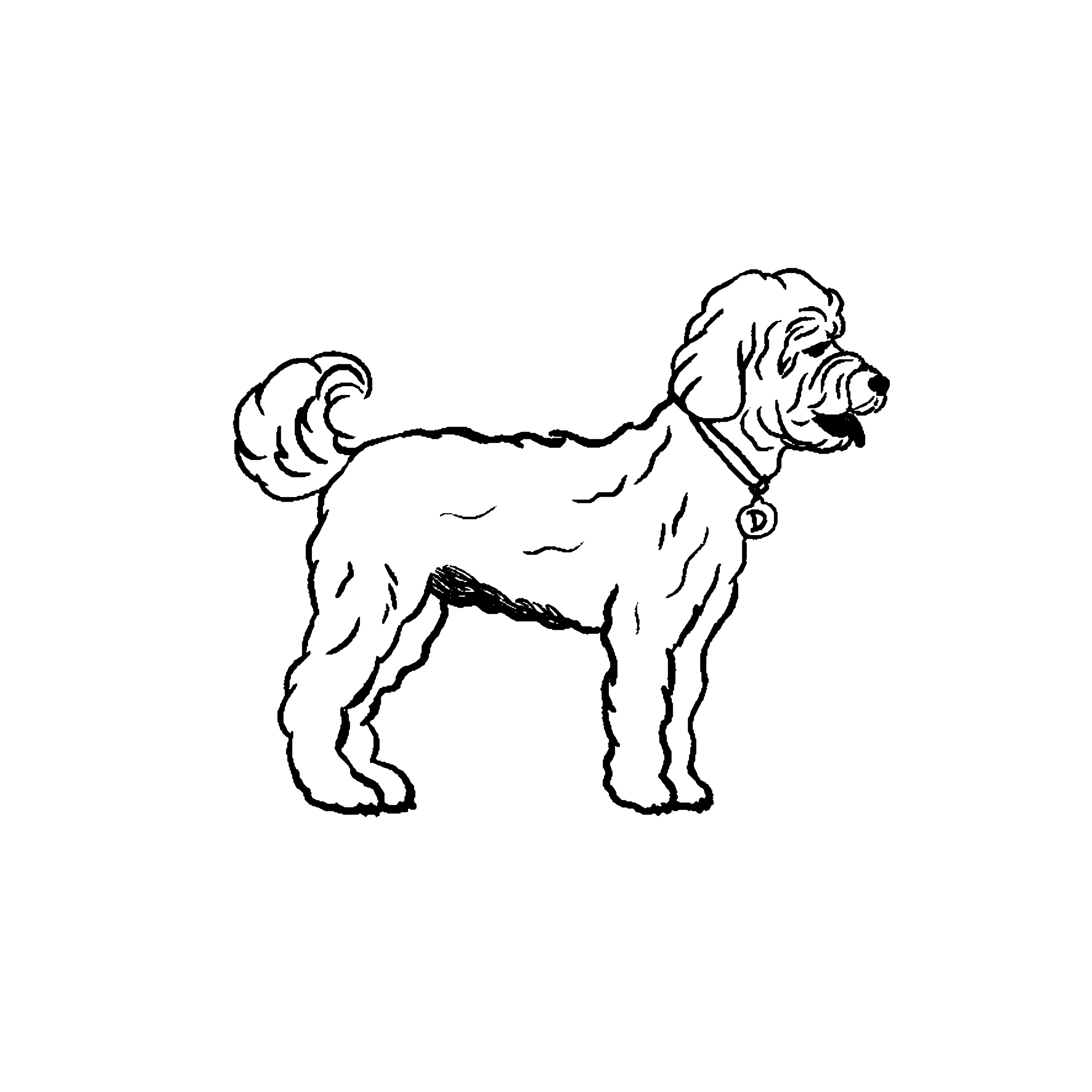 Standard English Goldendoodles