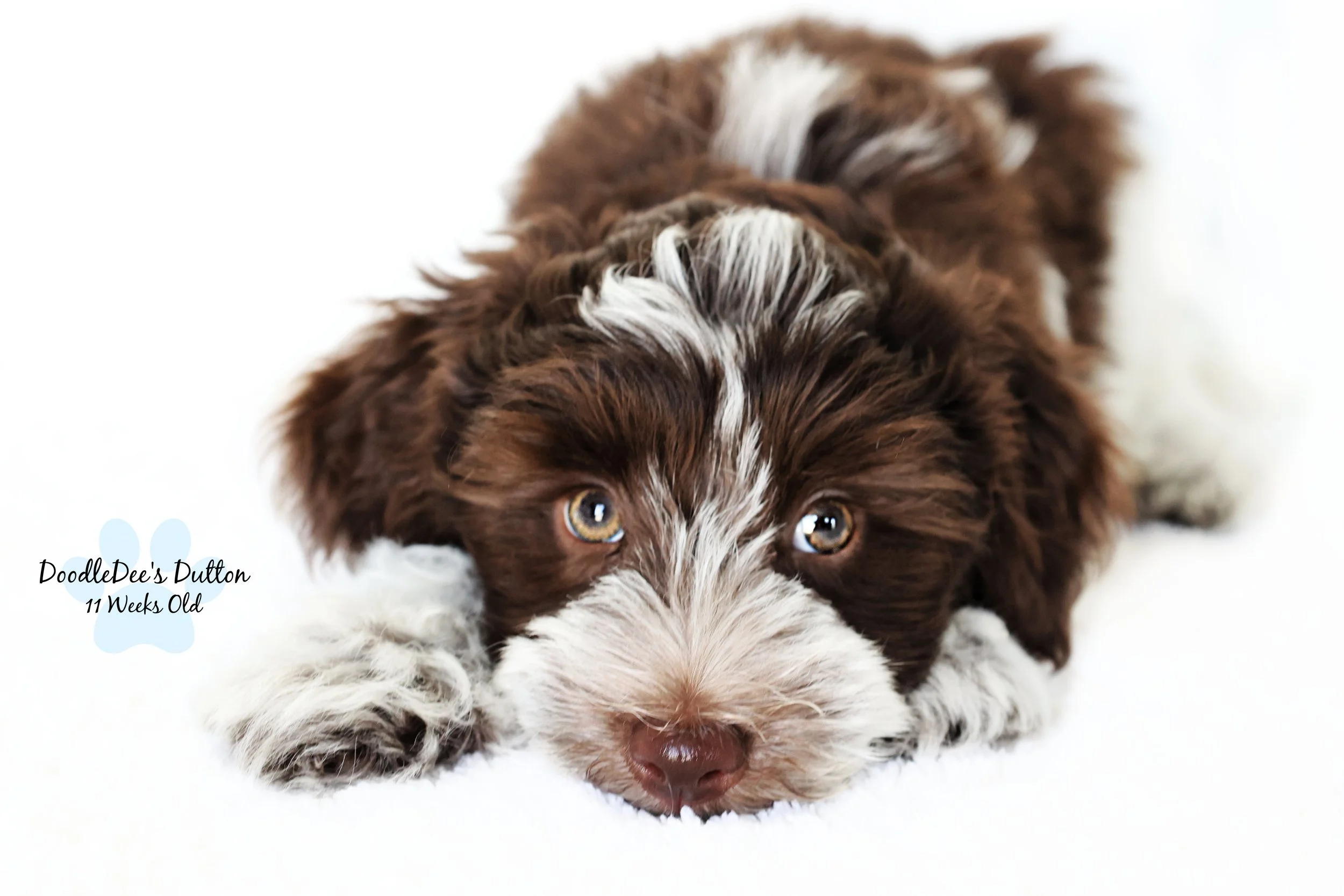 Chocolate Roan English Goldendoodle Stud