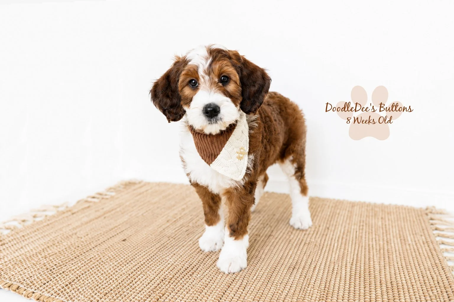 Sable Bernedoodle- Buttons 8 Weeks Old