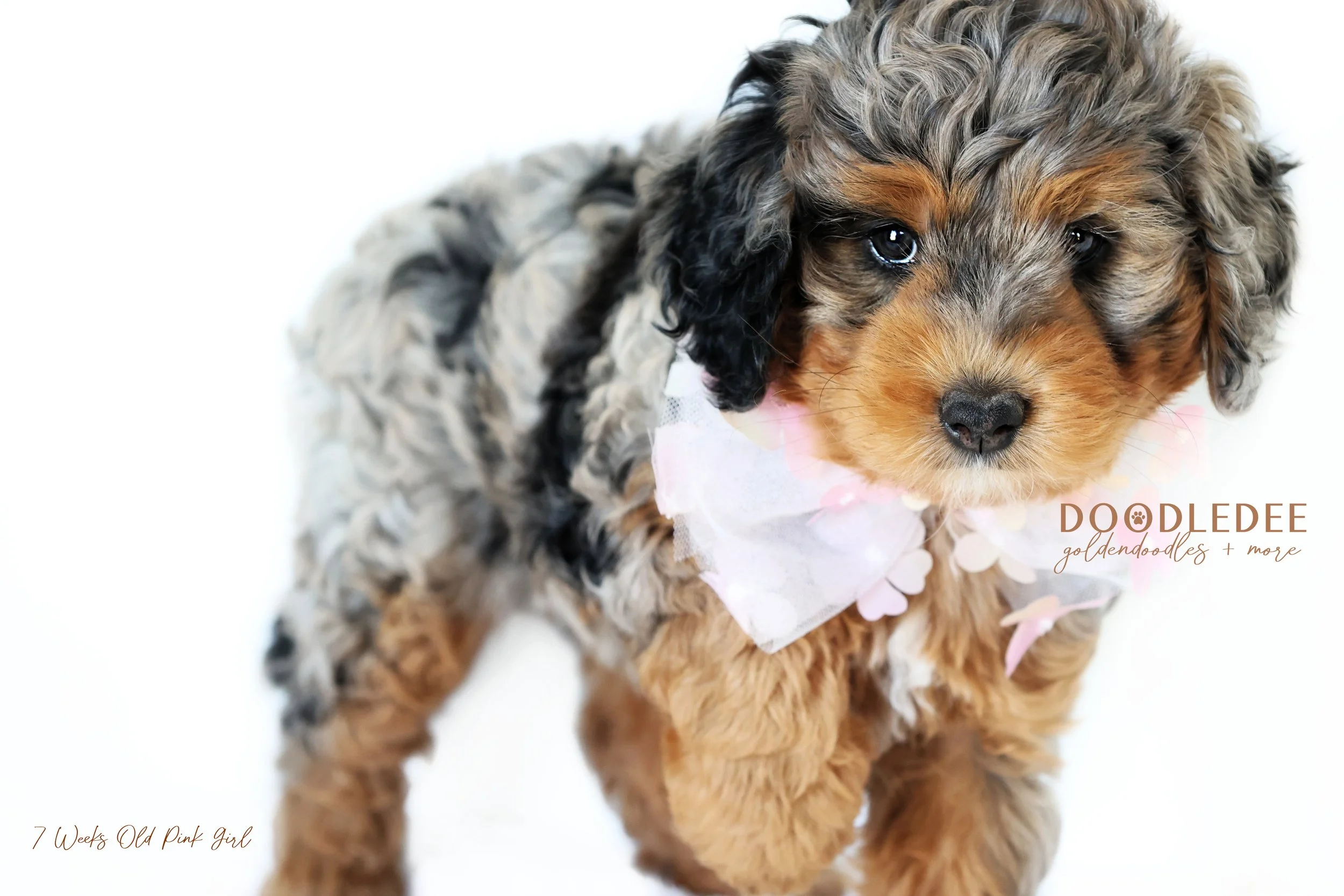 Bernedoodle Puppies- Bella Donna