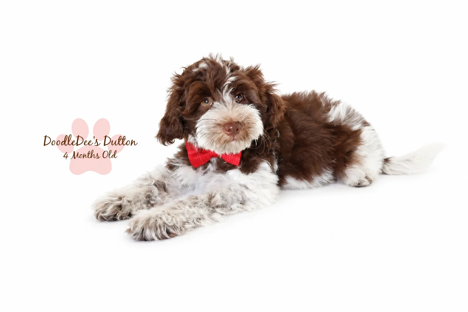Chocolate Roan English Goldendoodle Stud |  10.2 Lbs