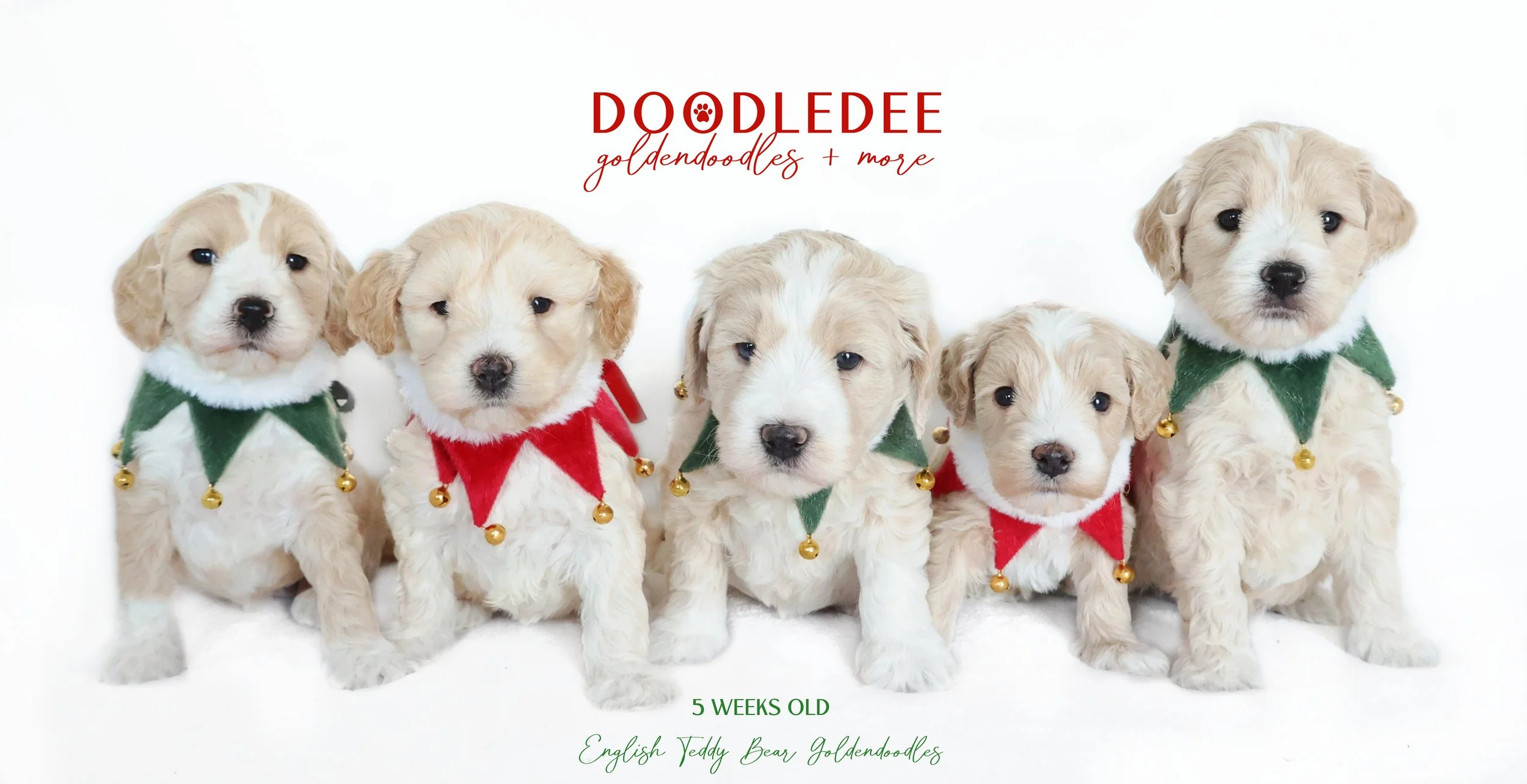 Mini English Goldendoodle AVAILABLE $2,500