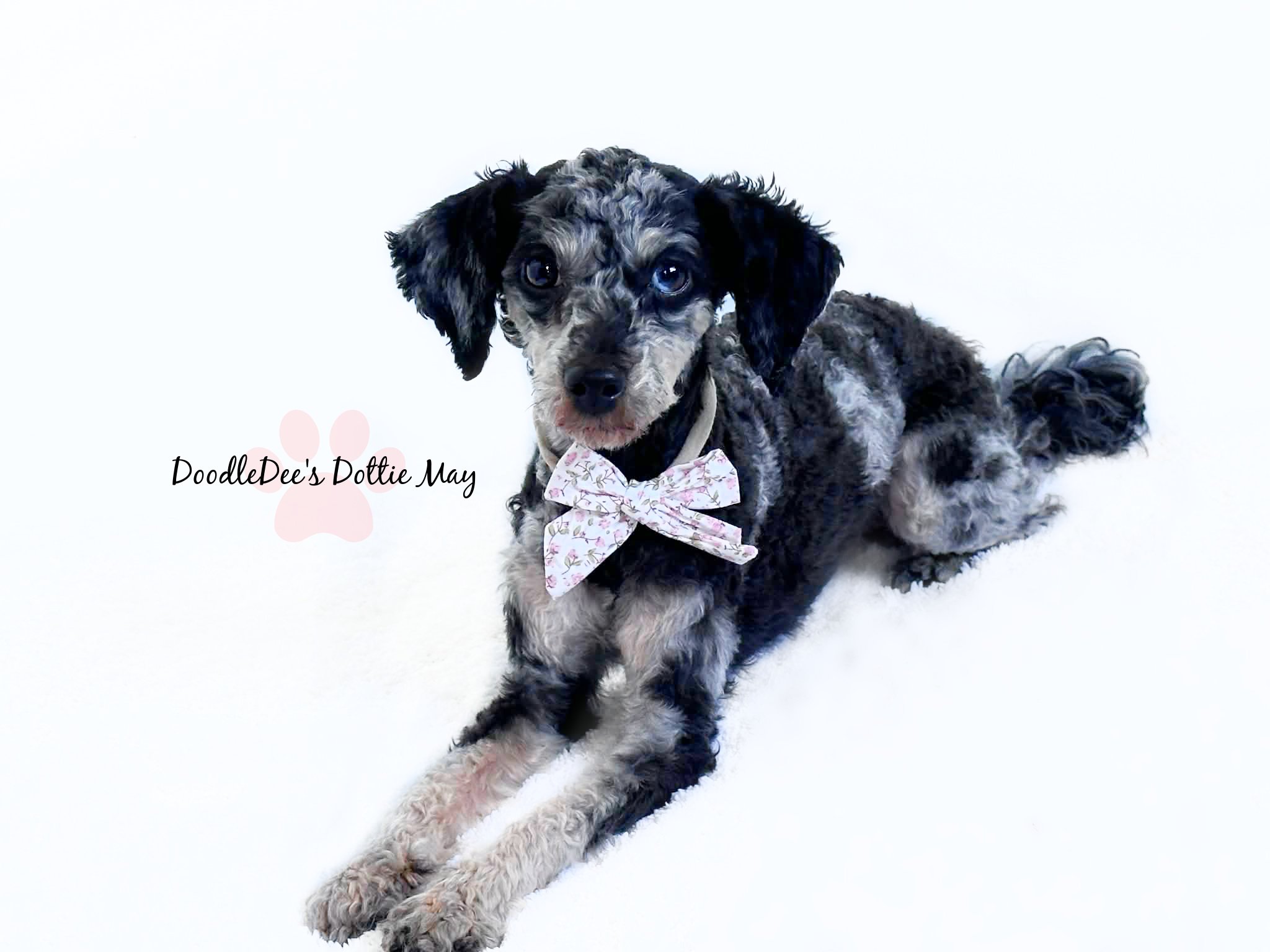 Toy Poodle- Dottie May