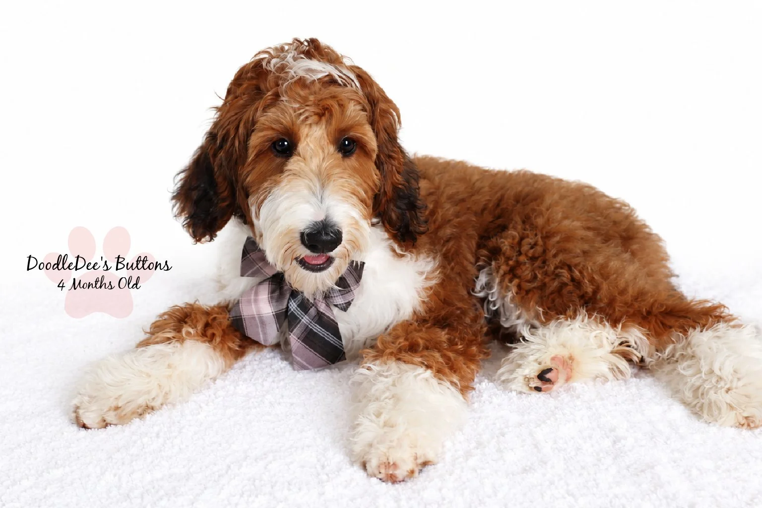 Sable Bernedoodle- Buttons 4 Months Old 
21 Lbs