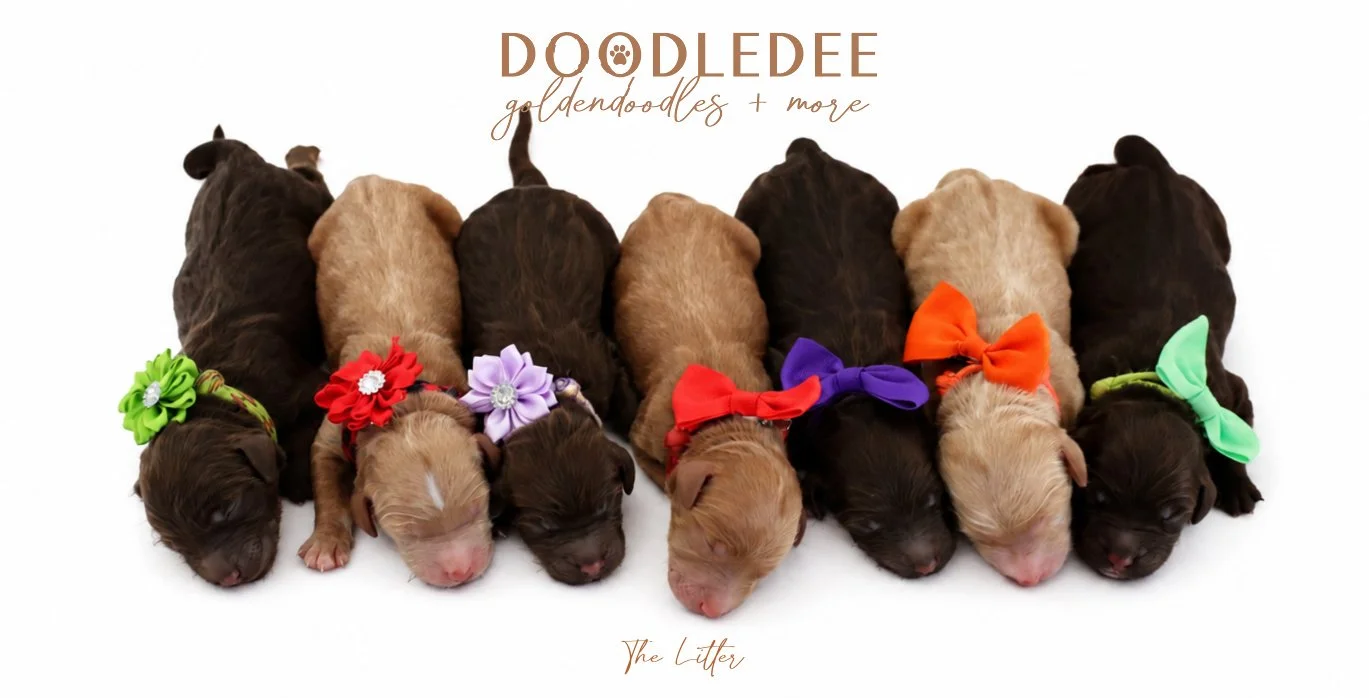 Medium English Goldendoodles, Standard English Goldendoodles