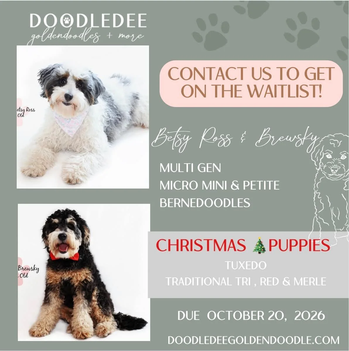 Micro Mini Bernedoodle Puppies | Petite Bernedoodle Puppies