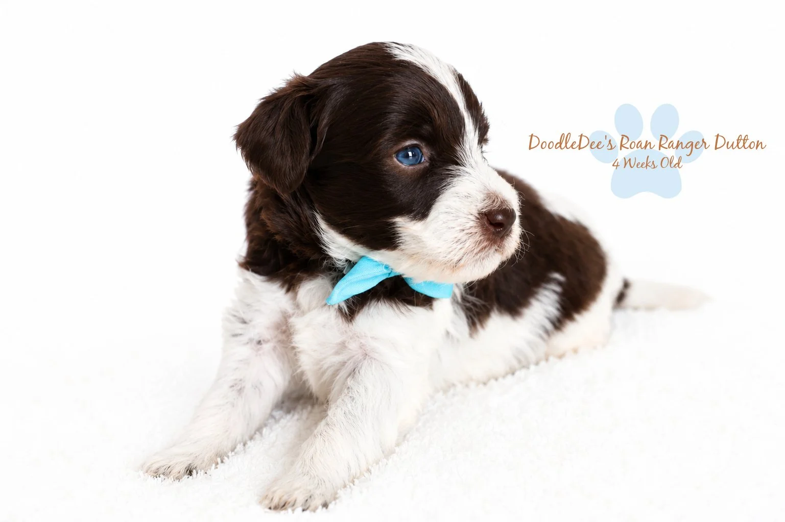 Micro Mini/Petite English Goldendoodle BREEDER HOLD