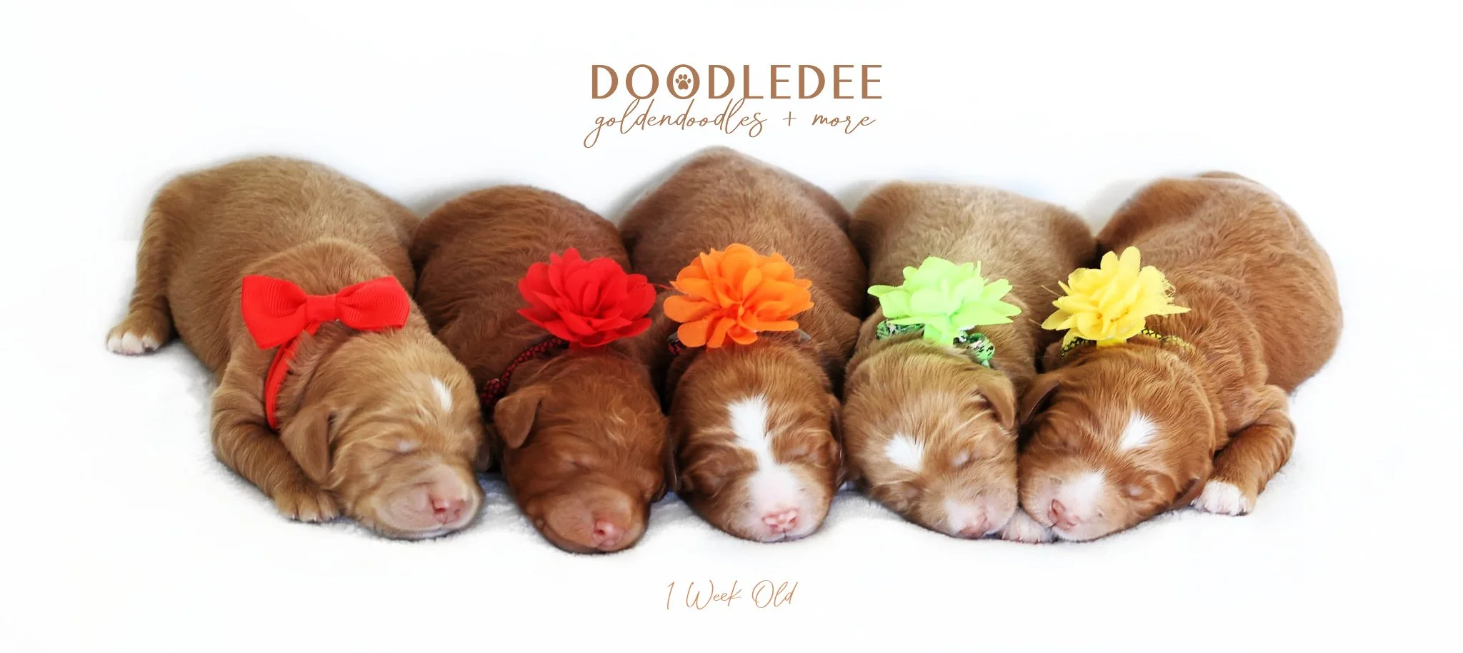 Mini English Goldendoodle