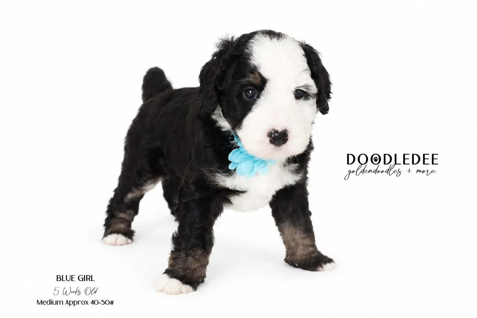 Medium Bernedoodle  AVAILABLE $3,500
