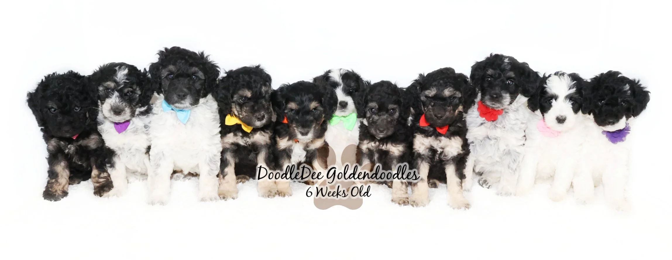 English Goldendoodle Puppies - Gazette