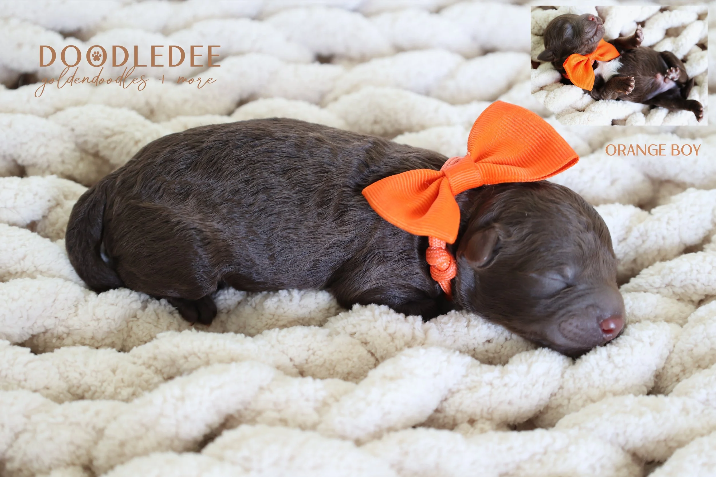 Micro MIni & Petite English Goldendoodles