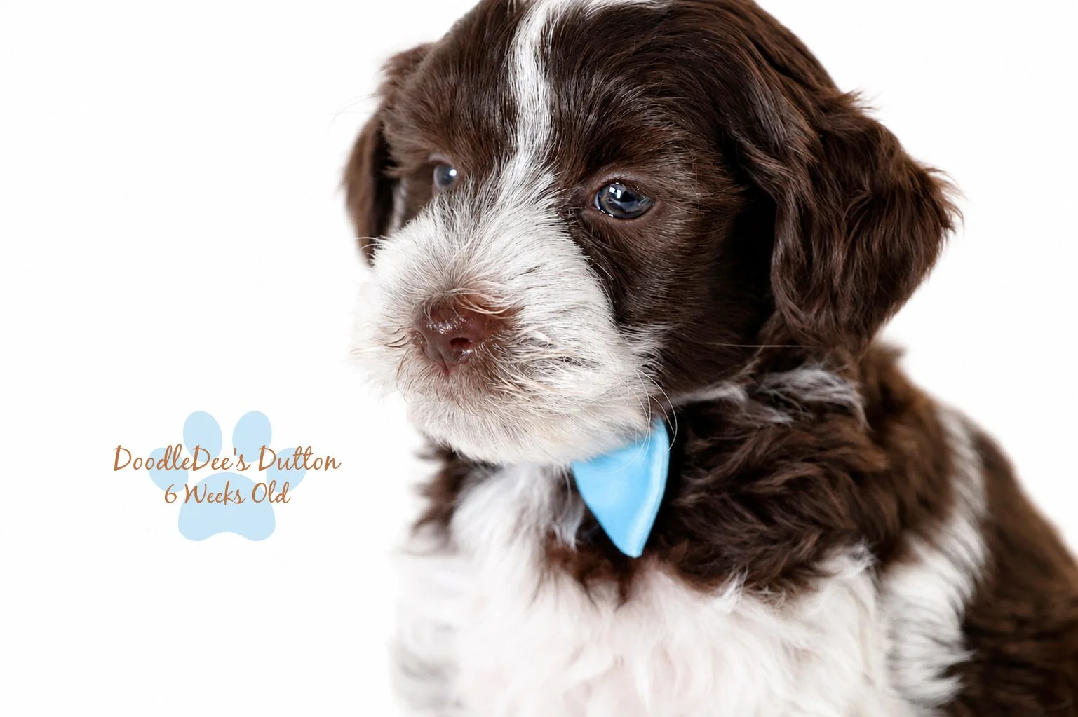 Chocolate Roan Goldendoodle