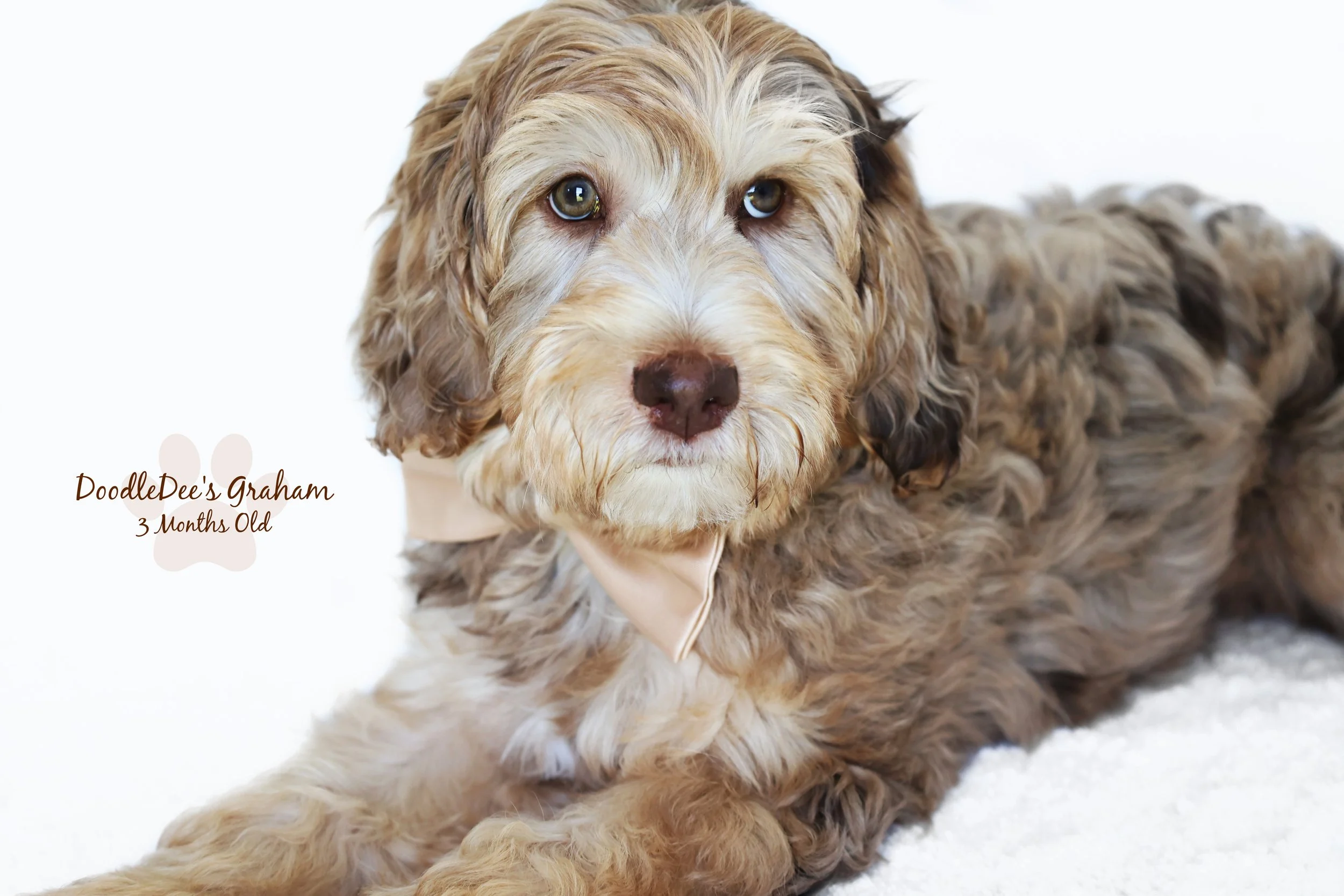 Mini Chocolate Phantom Merle English Goldendoodle Stud | 12.10 lbs
