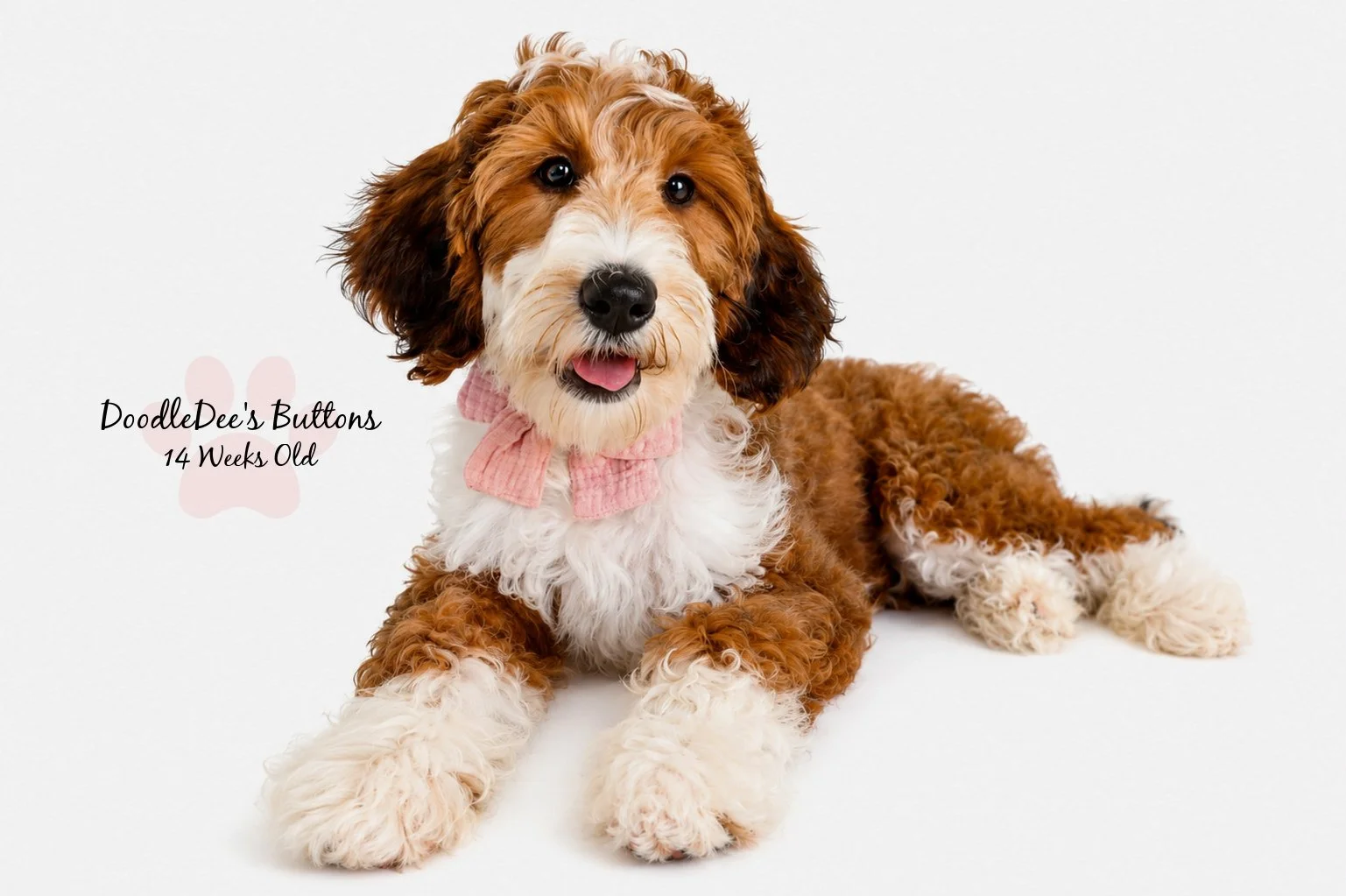 Sable Bernedoodle- Buttons 14 Weeks Old 
15 Lbs